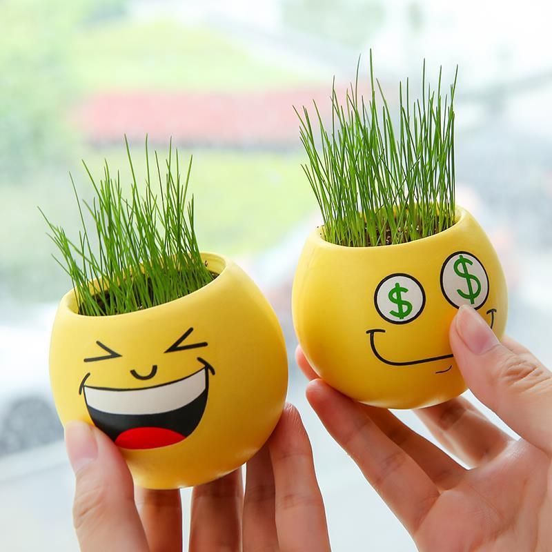 【5.9包邮】兰帅家居  青草种植表情草头娃娃【盆+草瓤+土壤】