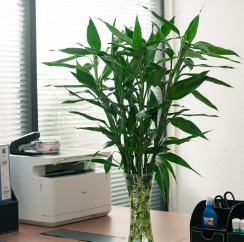 9.9元包邮！自营京东鲜花 富贵竹60cm*10枝