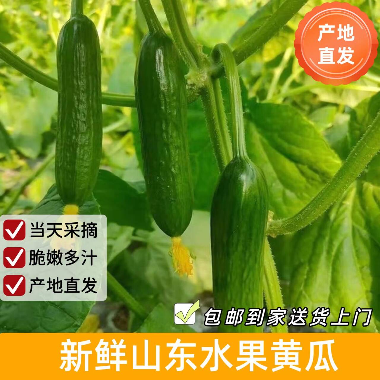 自营京鲜生山东荷兰水果黄瓜4.5斤到手仅12.9元