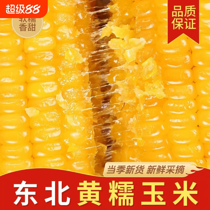 【东铁村】东北黄糯玉米200g*10支装