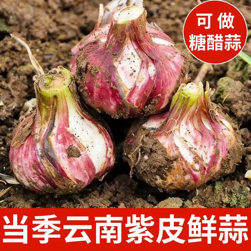 11.9元包邮！2026云南紫皮大蒜含箱重5斤中果3.5-4CM