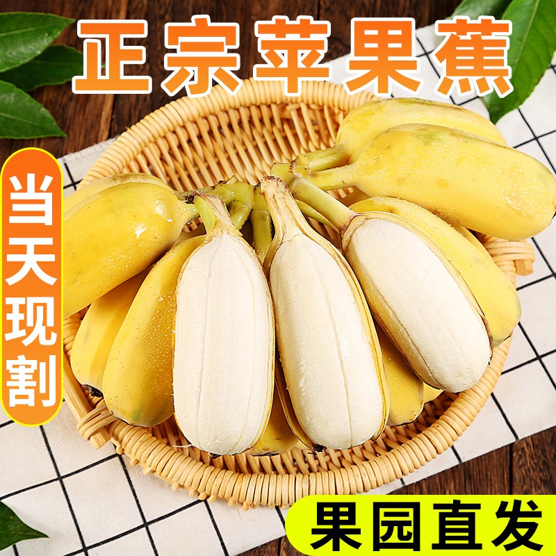 【果园直发】正宗苹果蕉3斤