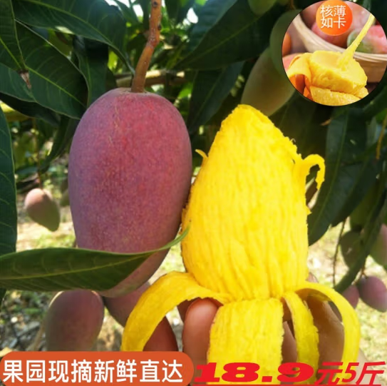 18.6元包邮！农端优选 贵妃芒果 中果(100-160g)  5斤 