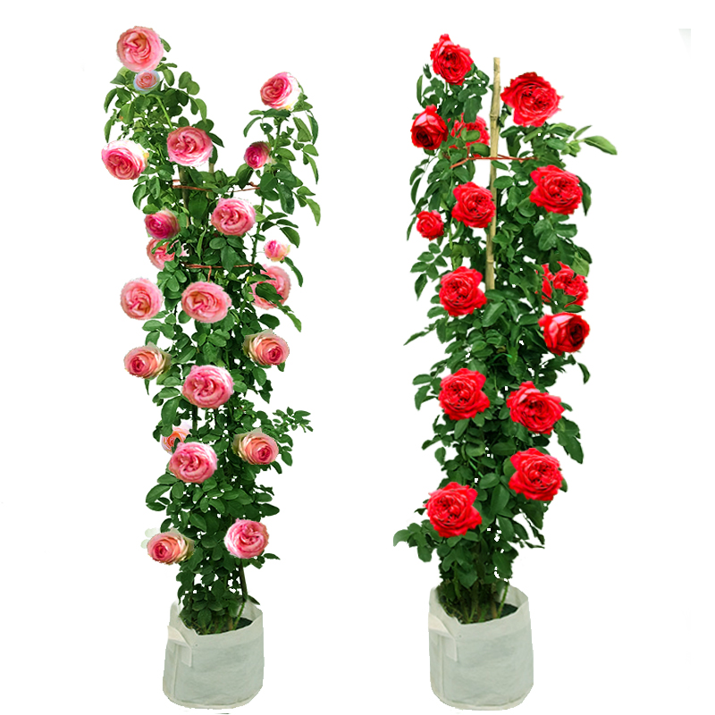 【稳定签到】蔷薇爬藤大月季花苗