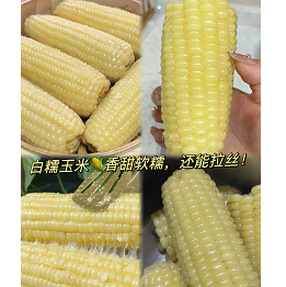 17.8元包邮！东北白糯玉米10根