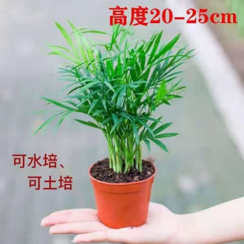 富贵椰子树植物室内办公室客厅水培绿植
