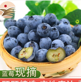 69.9元包邮！暖欣果 蓝莓精选鲜果 125g*8盒