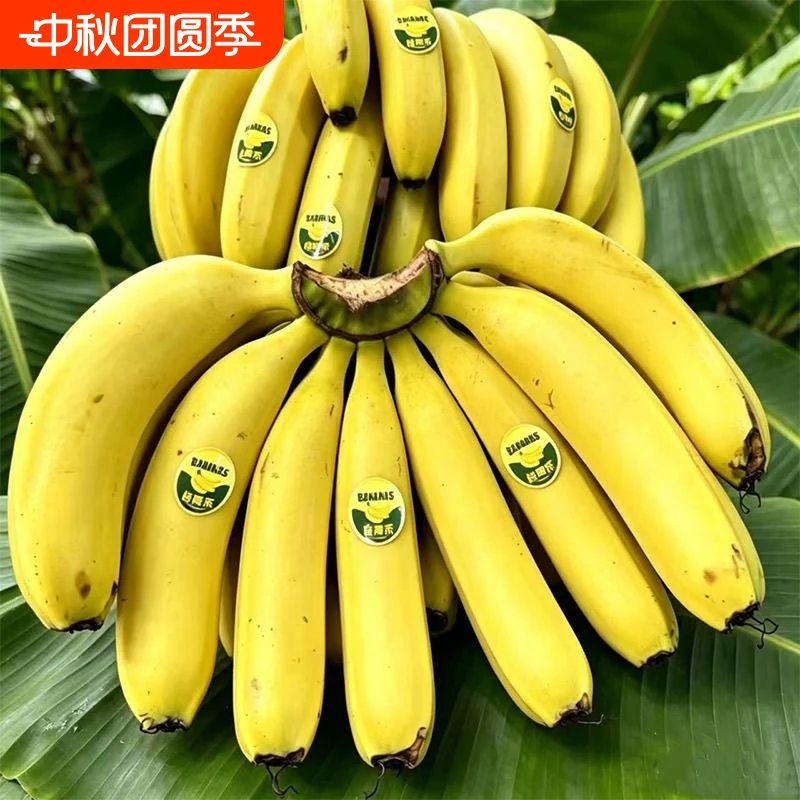 高山有机肥香蕉5斤