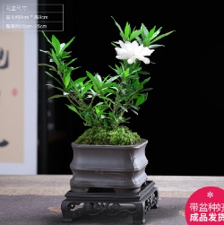 15.9元包邮！幼薇 盆栽花苗 小叶栀子花+节节高盆+方底盘 带盆栽好