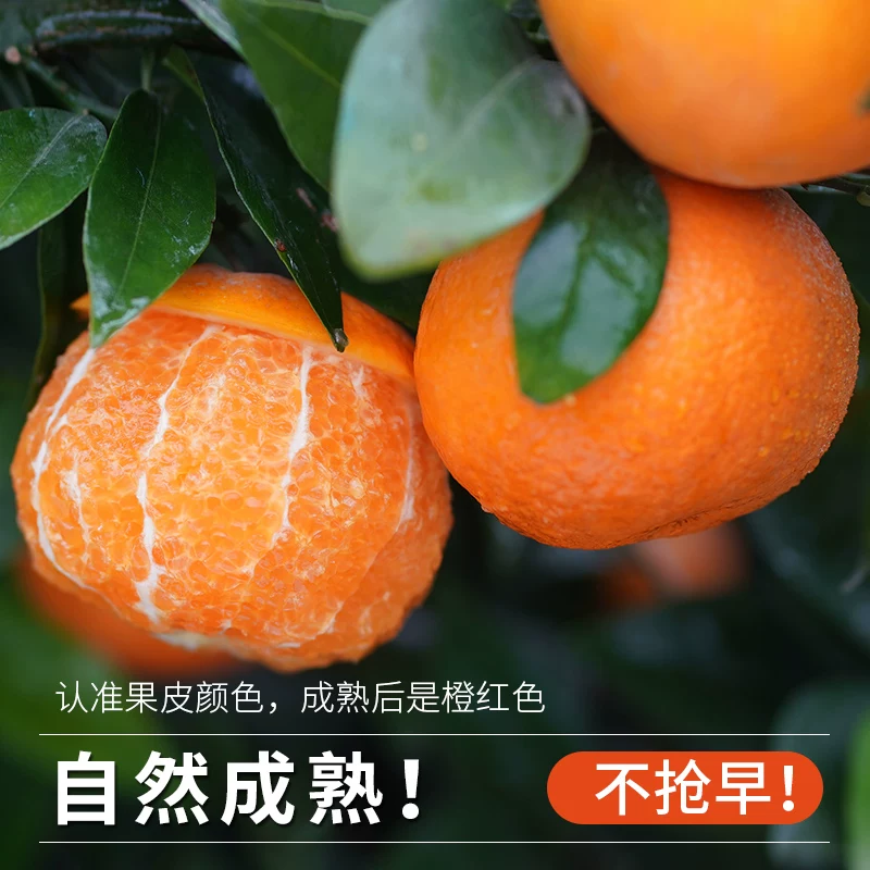 沃柑净重4.5斤，拍小果升级成中果发：