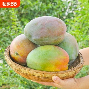 现摘现发四川凯特芒芒带水果树上熟新鲜正宗大青芒应季水果