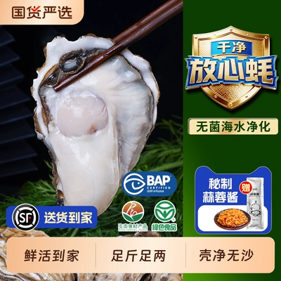 贝司令乳山鲜活生蚝净重5斤高端品质蚝王海蛎子牡蛎海鲜批发商用