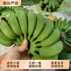 广西小米蕉净重5斤新鲜鸡蕉芭蕉香蕉无催熟无保鲜剂自然熟小米蕉