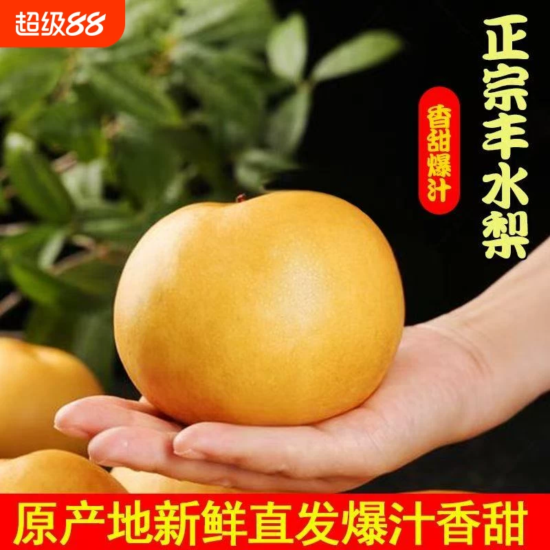 正宗山东丰水梨新鲜梨4.5斤！天降金币13.61