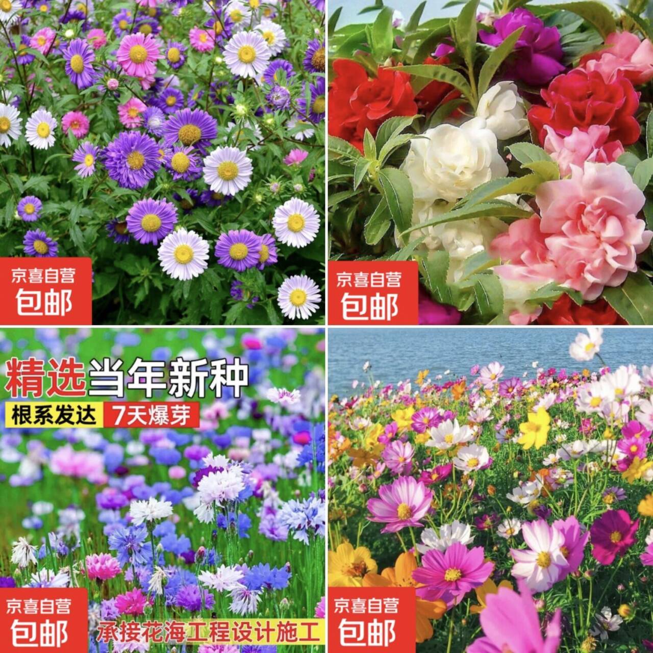 0.01元抢波斯菊/矢车菊等花卉种子！手慢无