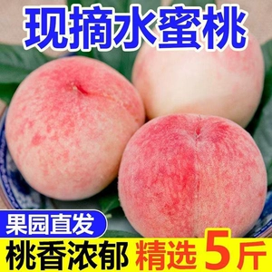 现摘水蜜桃脆蜜桃脆甜清香桃子新鲜脆桃现货当季孕妇毛桃