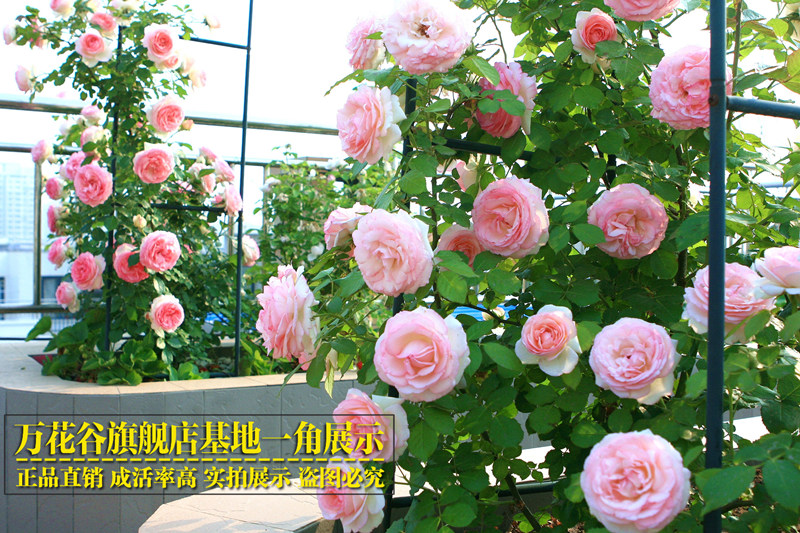 蔷薇花苗藤本月季大花浓香庭院爬藤植物