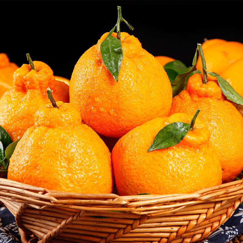 签到【3斤】四川不知火丑橘子新鲜耙耙柑