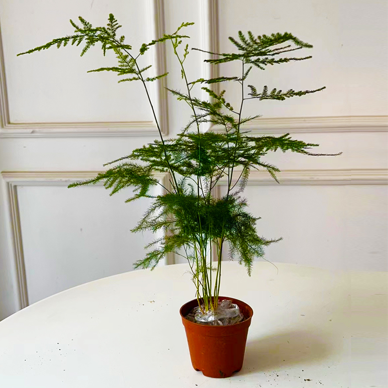 【稳定签到】带盆发货文竹绿植盆栽25-35cm