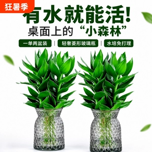 富贵竹水培植物客厅招财节节高水养超大号盆栽粗杆室内好养绿植物
