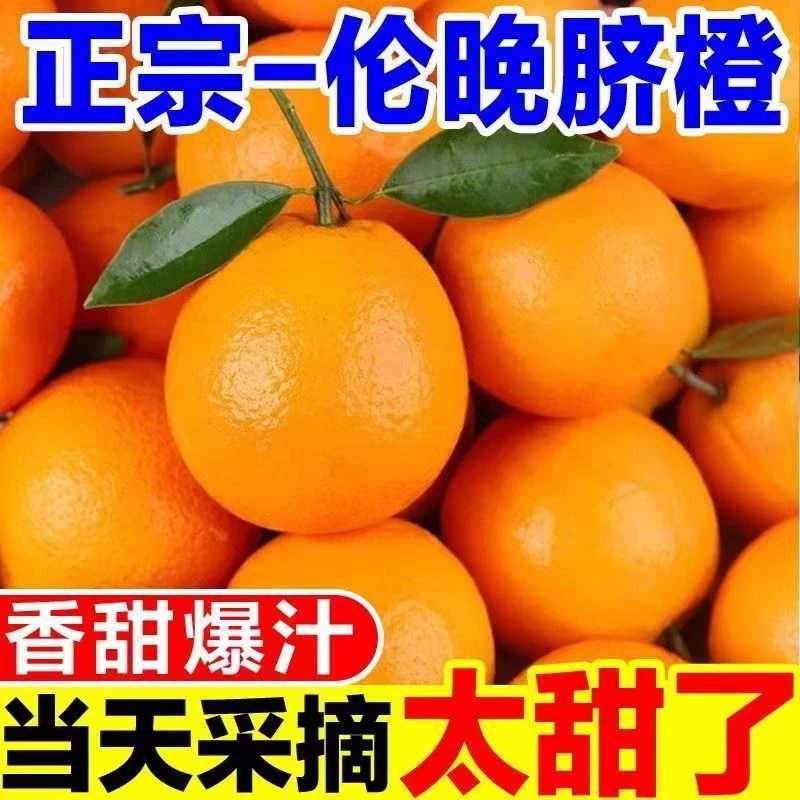 礼金+金币12！正宗伦晚脐橙大果5斤