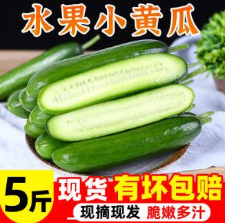 15.9元包邮！现摘超值水果黄瓜 5斤装