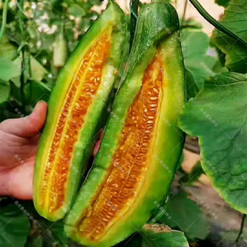 可签到！蔬菜水果苗高产羊角蜜种子