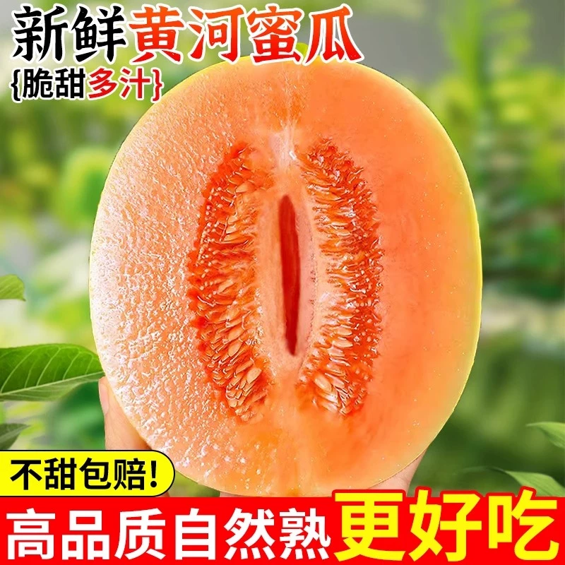 正宗黄河蜜瓜净重4.5斤装