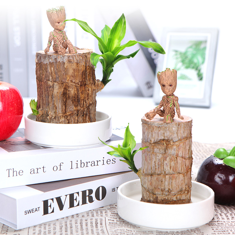 水养植物幸运木巴西木