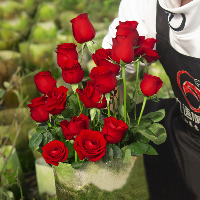 【稳定签到】果汁阳台四季花卉盆栽