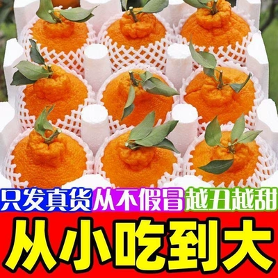 四川眉山不知火丑橘新鲜孕妇水果彩箱8斤装净重直发耙耙果丑橘果