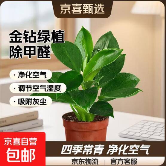 金钻绿植4.99元/盆，四季常青净化空气