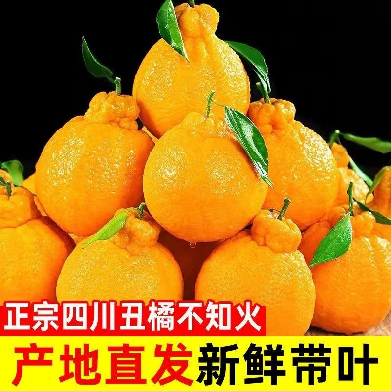 正宗四川不知火丑橘净重4.5斤