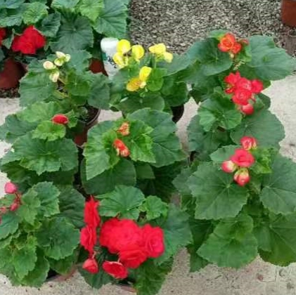 5.98元包邮！重瓣丽格四季海棠花盆栽 带花（好评商家返3元）
