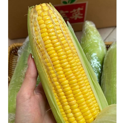15.9元包邮！宝菜·新鲜现摘水果玉米5斤