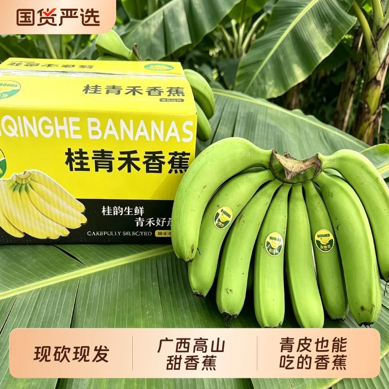 净重5斤！广西高山青皮香蕉单根130G+