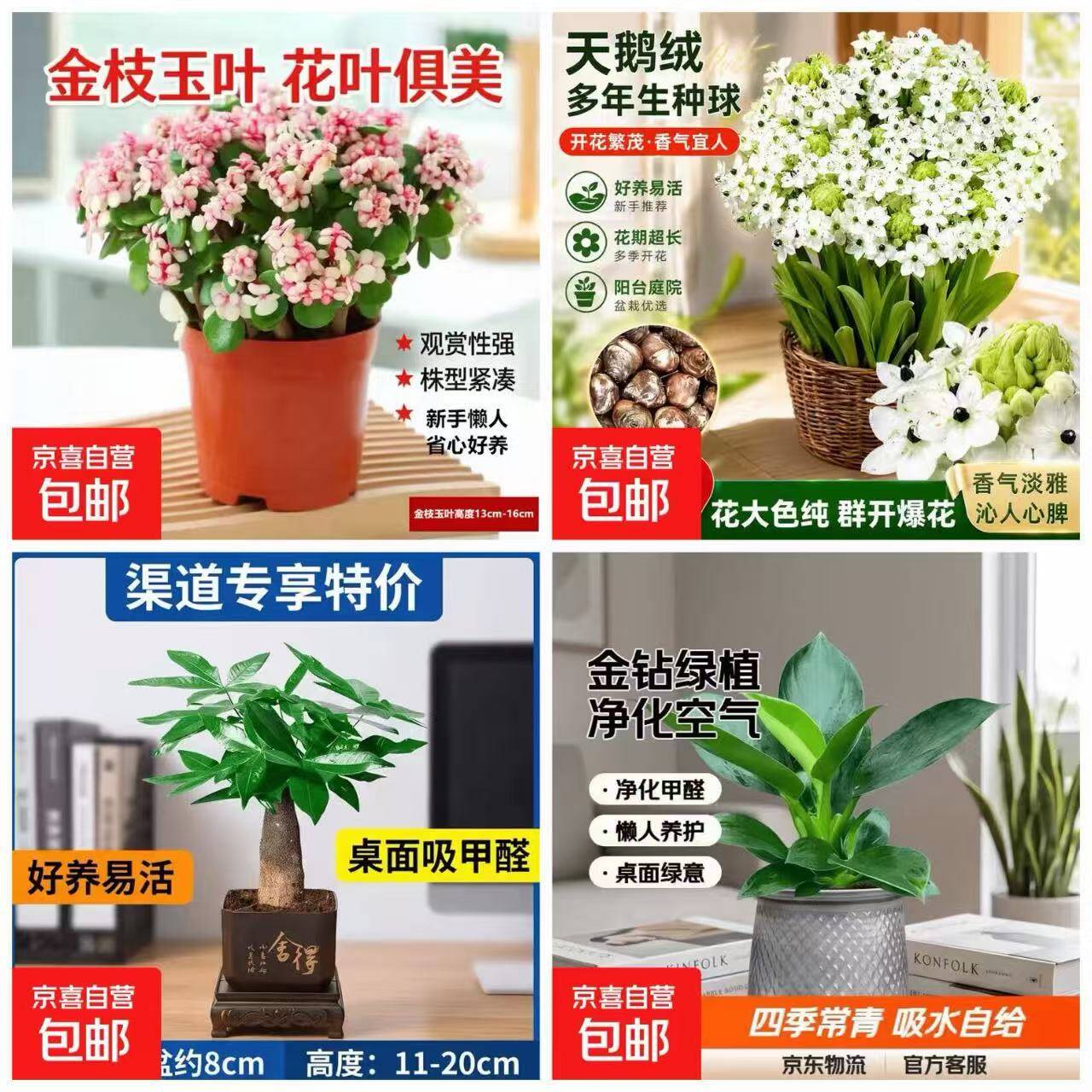 居家绿植低至4.99元！发财树+花盆组合、金钻盆栽等好养活植物特惠